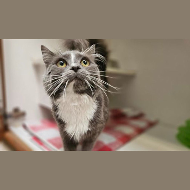 Photo of Trixie Meowttel