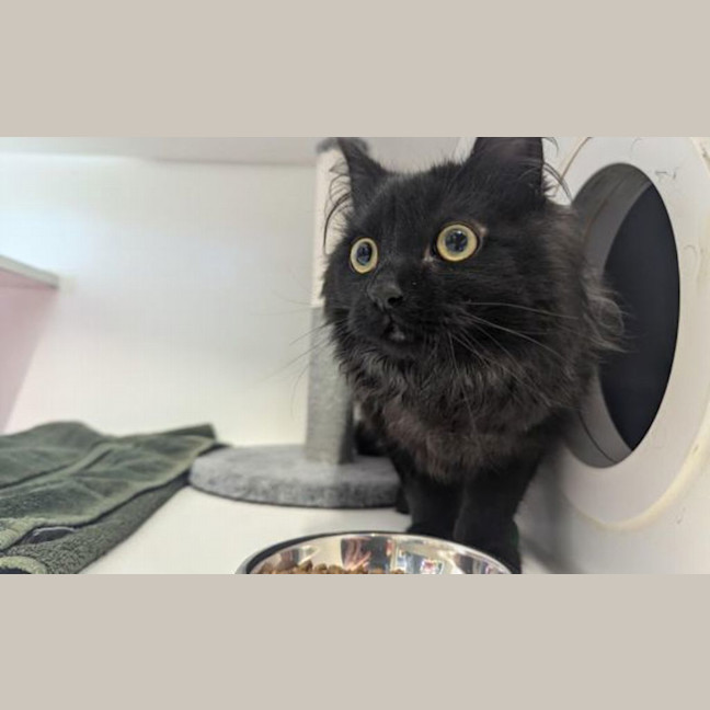 Photo of Carbon 