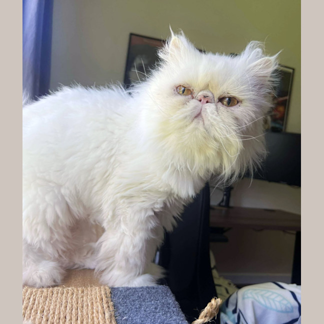 Photo of ❄Aspen❄