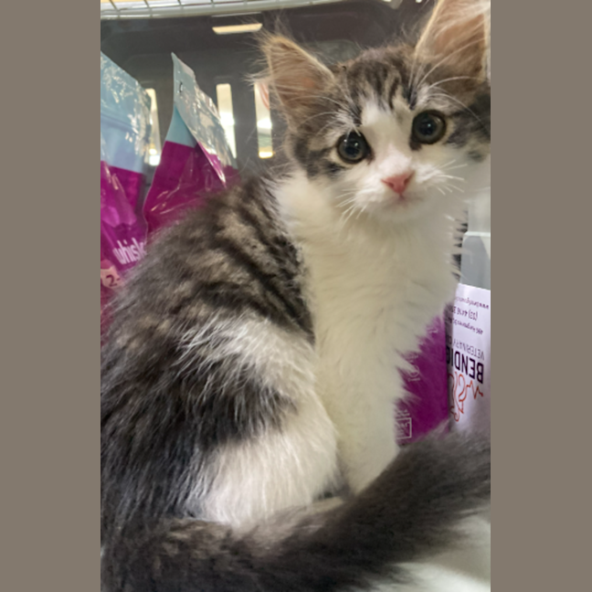 Photo of Antonio The Pussy Cat