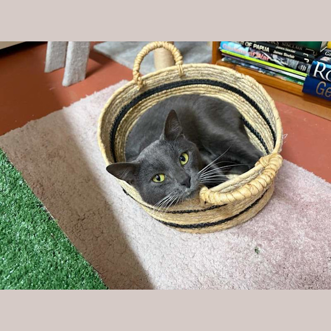 Photo of Smokey