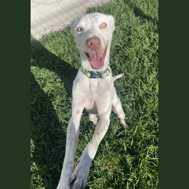 Photo of Pickles