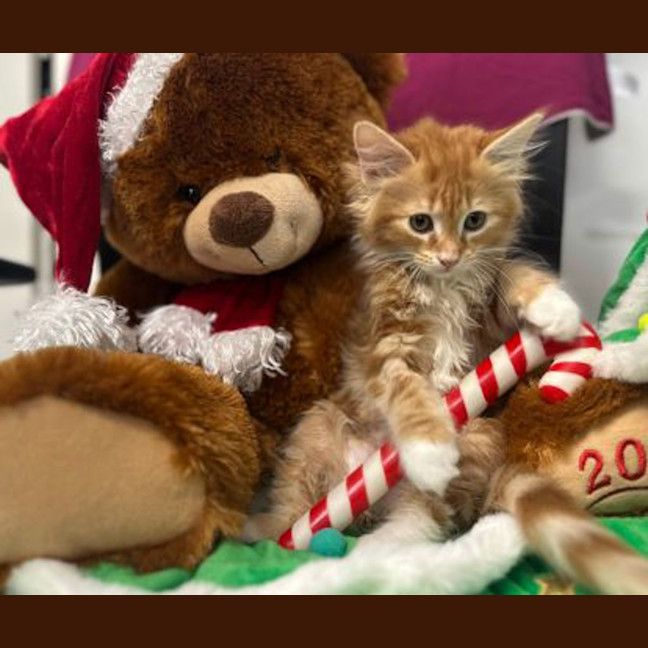 Photo of Little Pedey