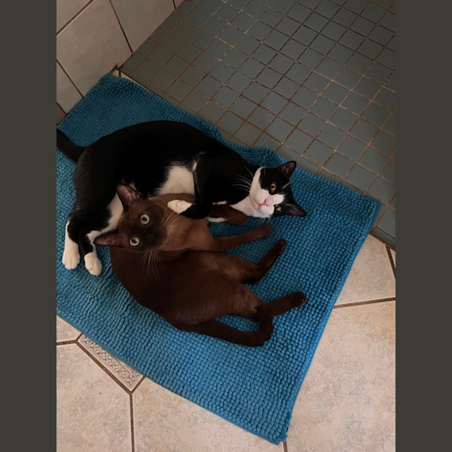 Photo of Bonded Buddies   Teddy And Sylvester