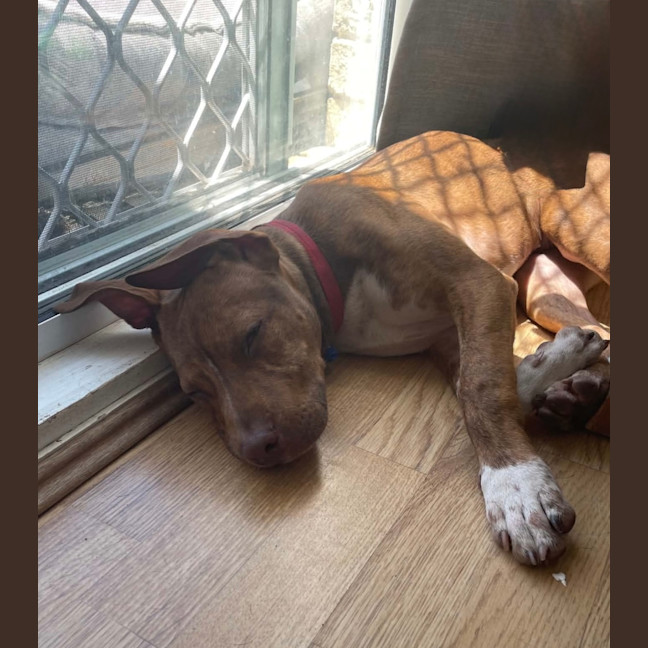 Photo of Sassy   4 Month Old American Staffy X
