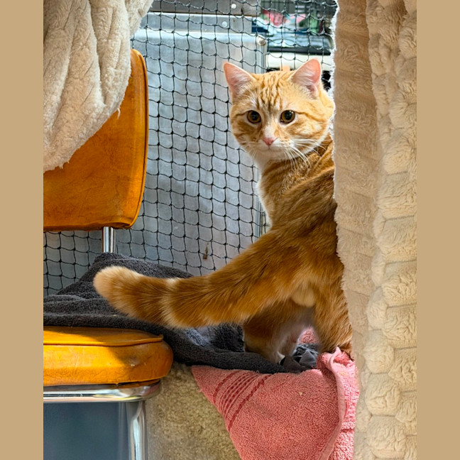 Photo of Nugget