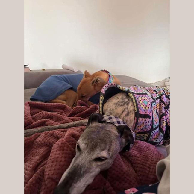 Photo of Arnold, The Greyhound