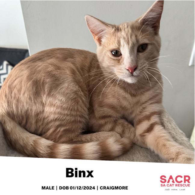Photo of Binx