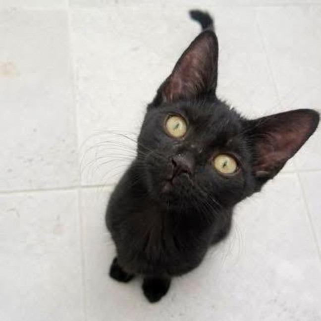 Photo of 13236   Buster