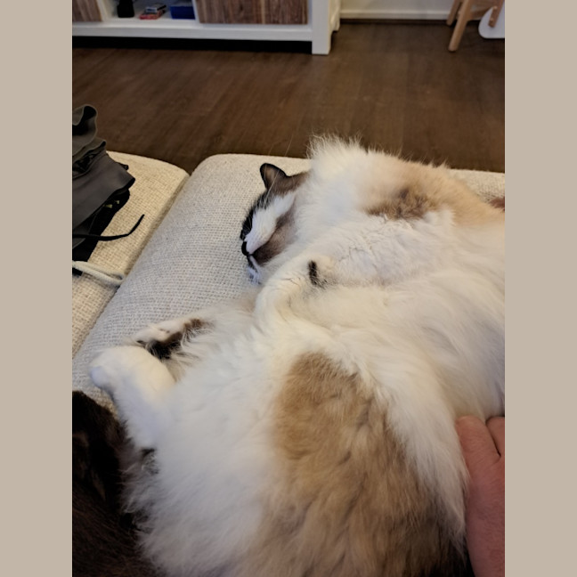 Photo of Smokey