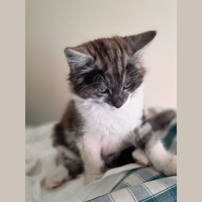 Photo of Hugo