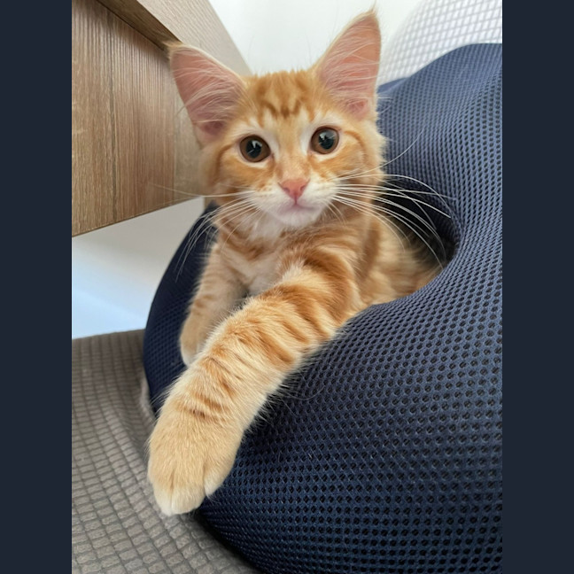 Photo of Klaus Xenos