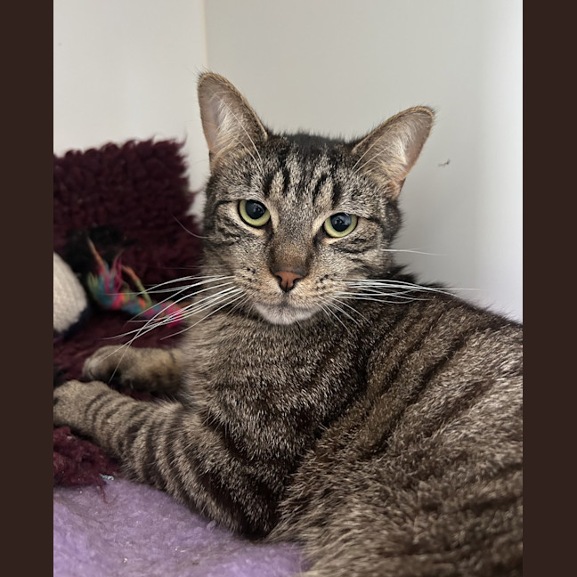 Photo of Benji (Bonded To Coco)