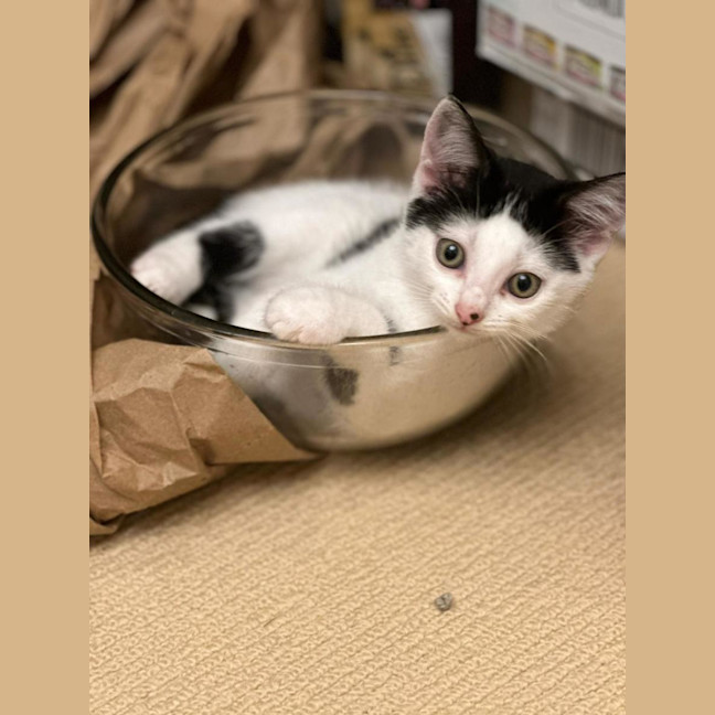 Photo of Shadow And Domino