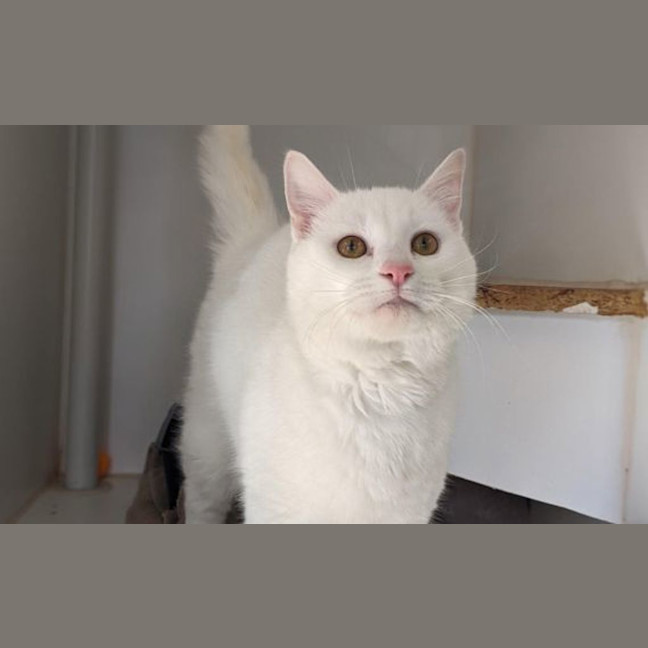 Photo of Teddy