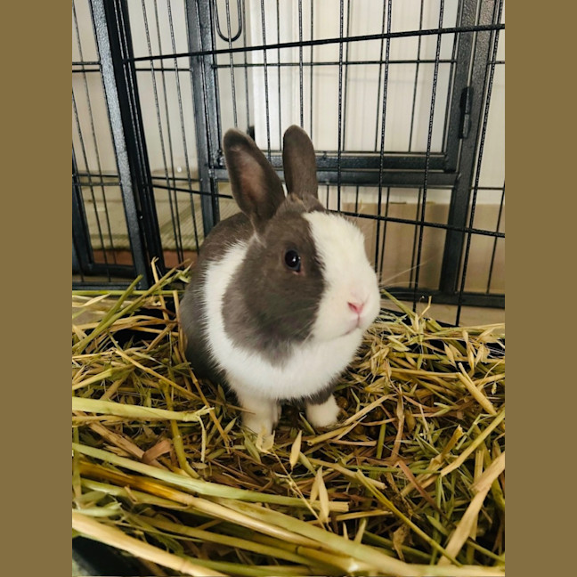 Photo of Arlo