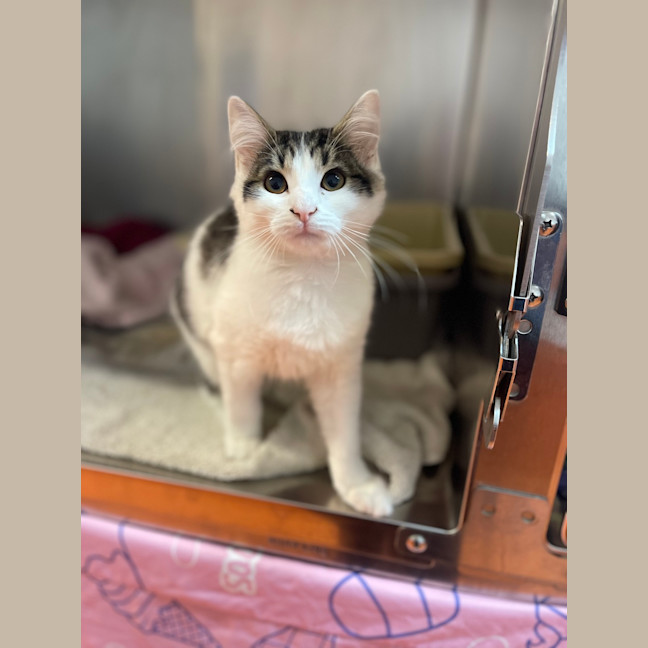 Photo of Ponyo
