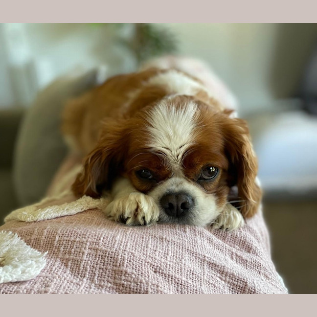 Photo of Coco