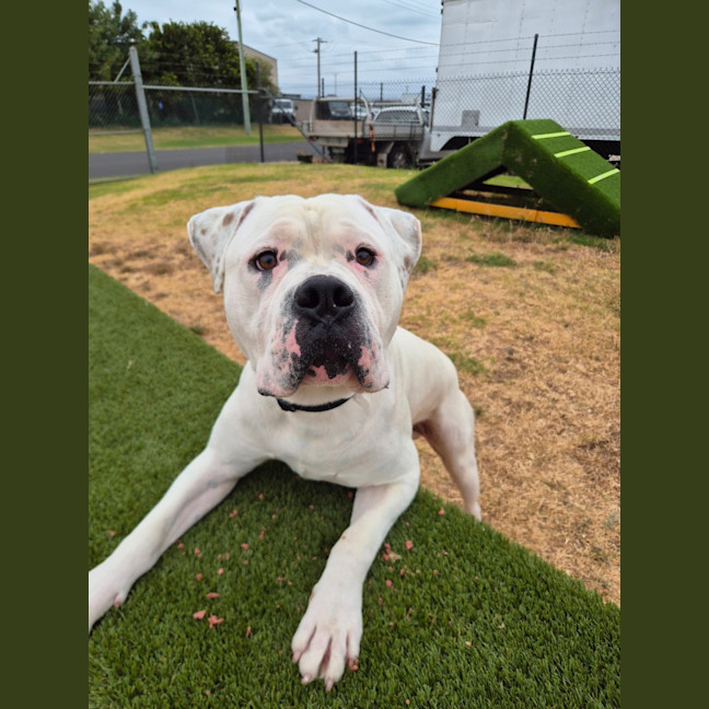 Photo of Klaus (67918)