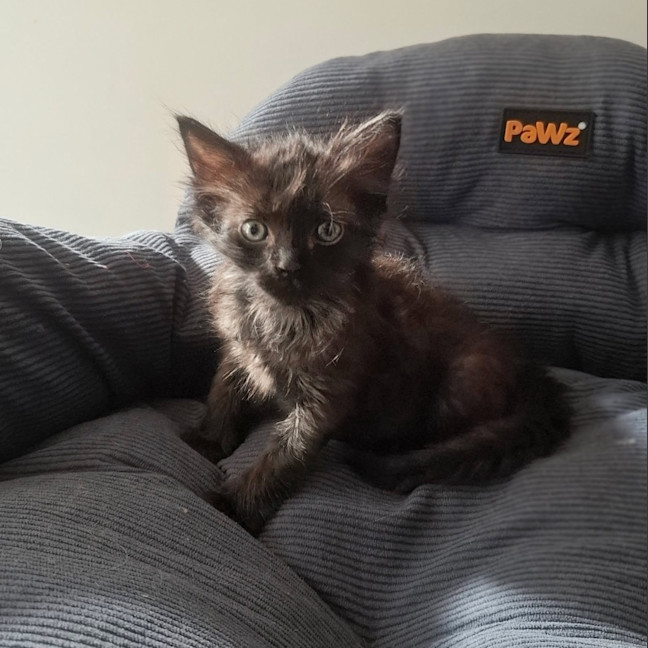 Photo of Nyx