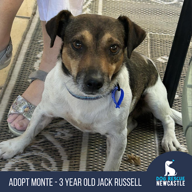 Photo of Monte 🐶 3.5yo Jack Russell (On Trial 2/3/25)