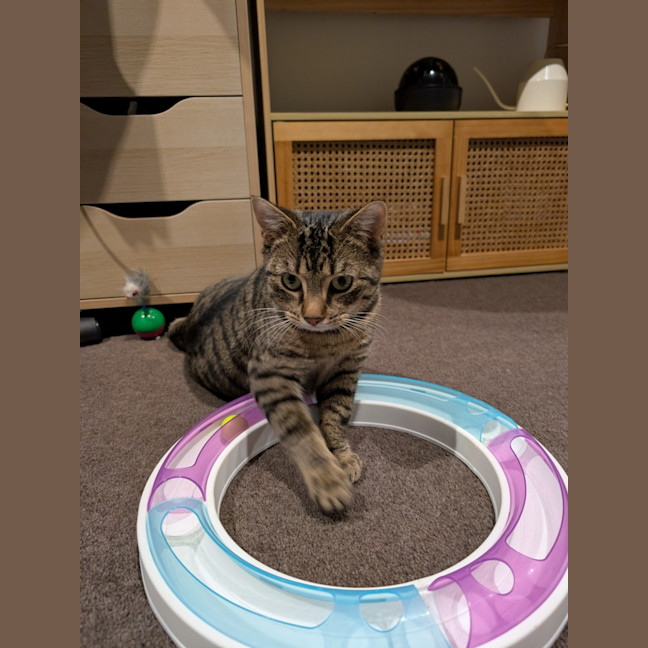 Photo of Wally *9 Lives Project Rescue*