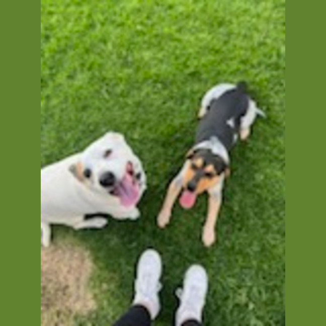 Photo of Mini   3 Year Old Beagle X Cattle Dog