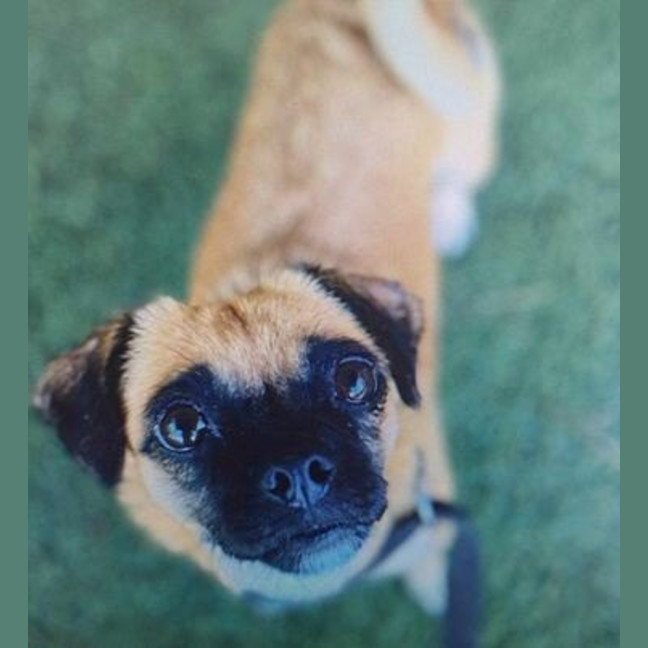 Photo of Pebbles