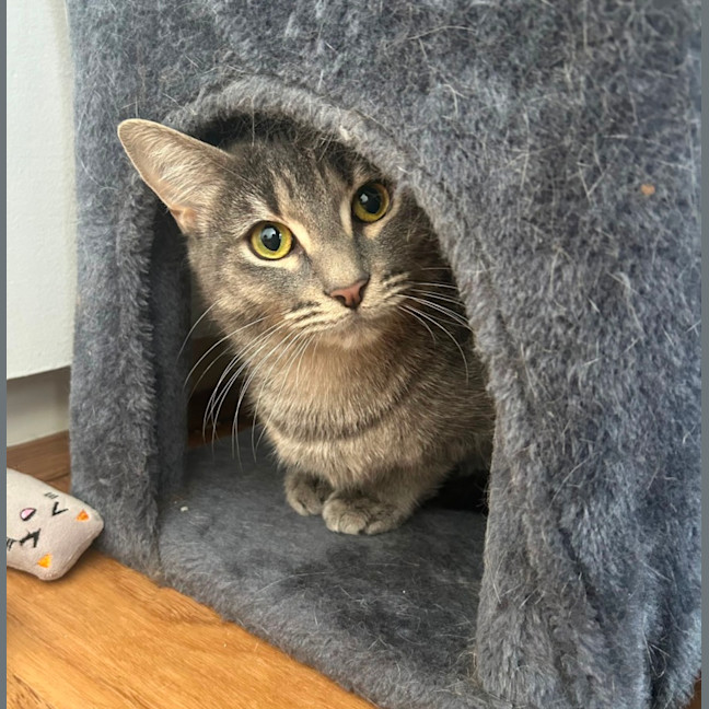 Photo of Cherry Plum 