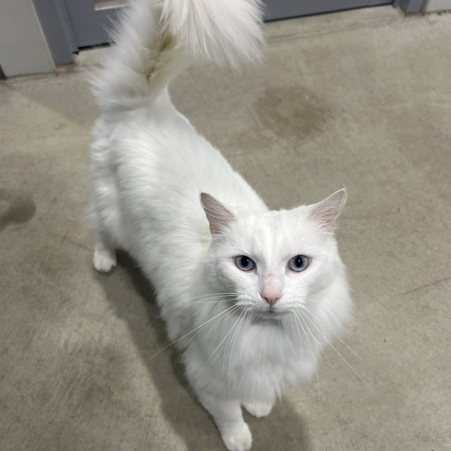 Photo of Misty