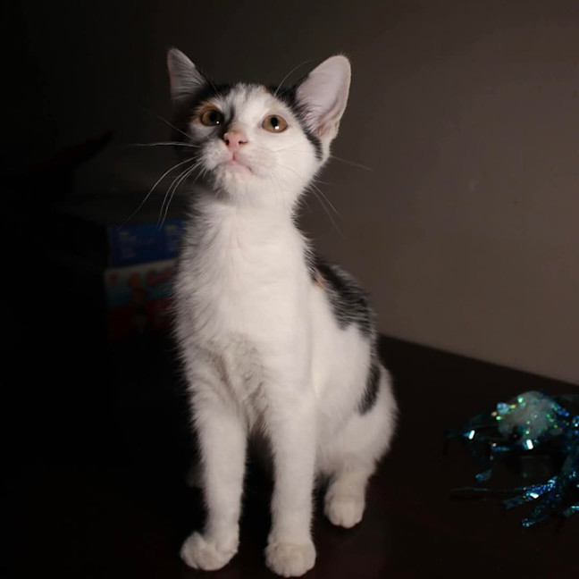 Photo of Tinkerbell