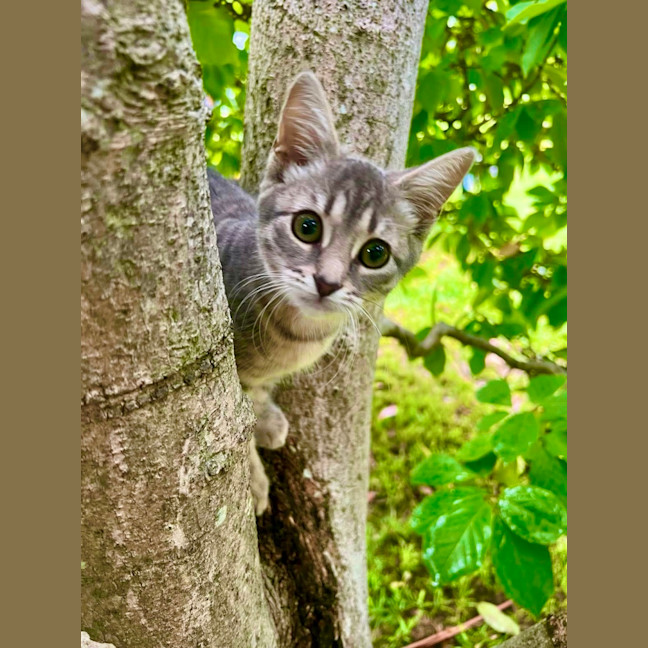 Photo of Gracie