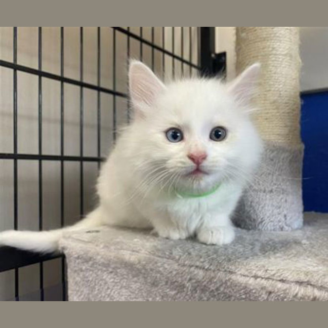 Photo of Ghost
