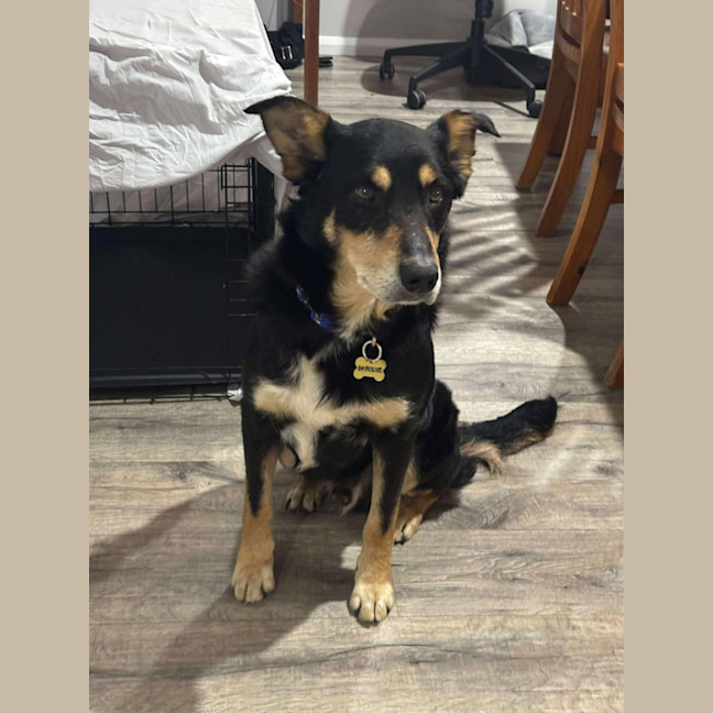 Photo of Buddy