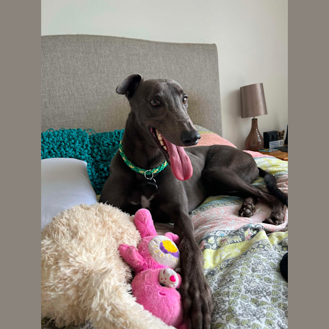 Photo of Mario, The Greyhound