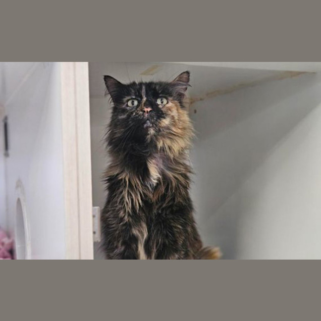 Photo of Pumpkin