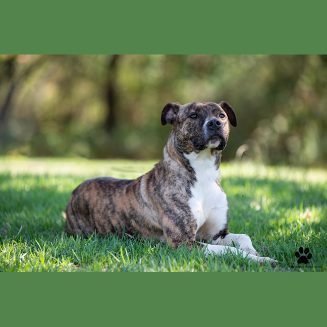 Photo of Bindi