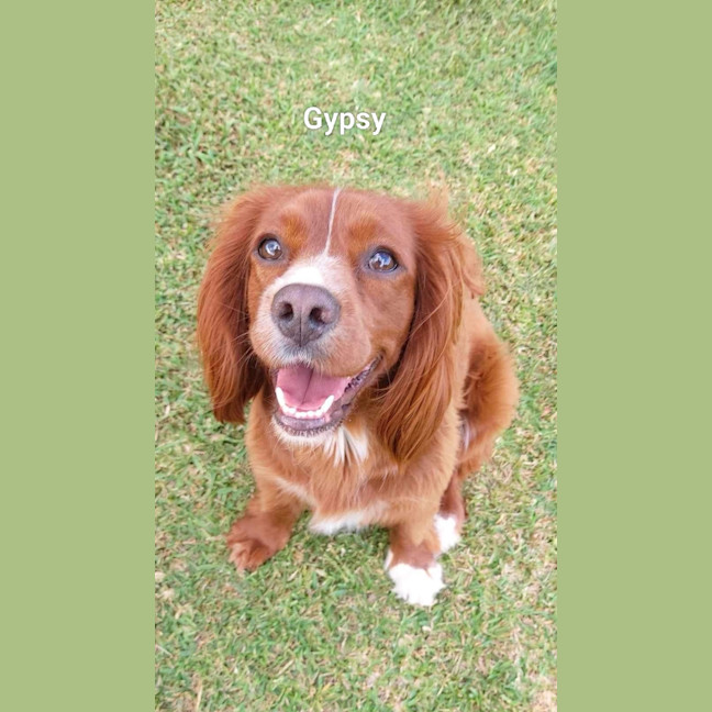 Photo of Gypsy & Molly   4 Year Old Cavoodles