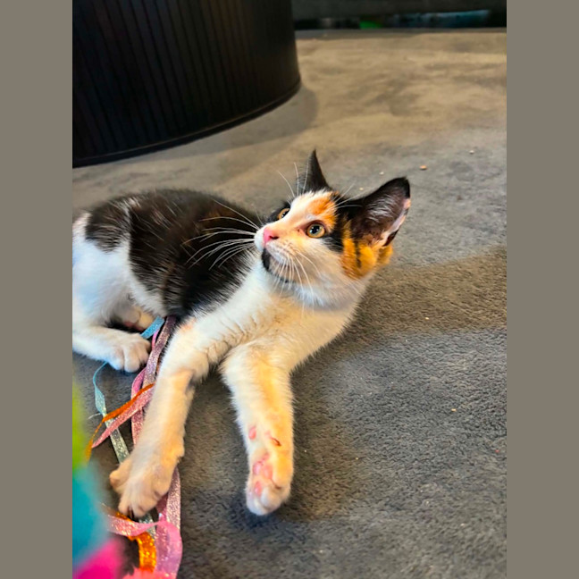 Photo of Cali