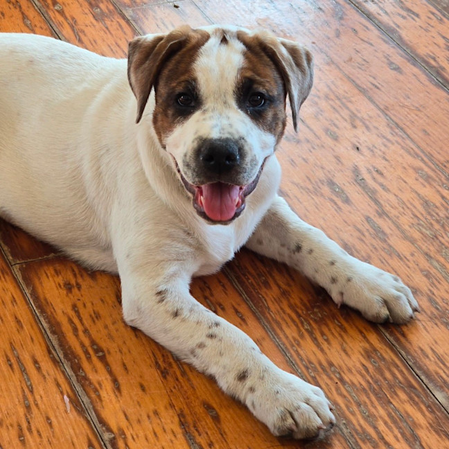Photo of Beanie Baby