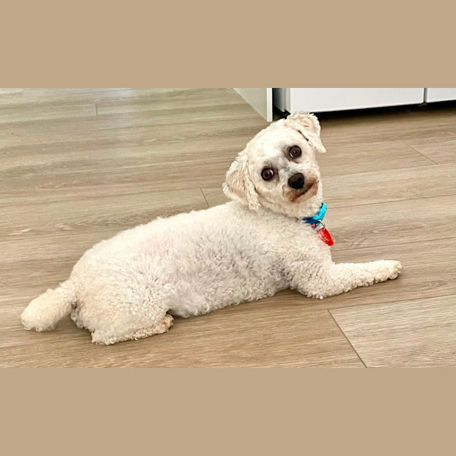 Photo of Little Miss Terra 