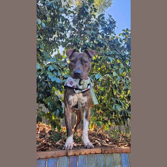 Photo of Duke 