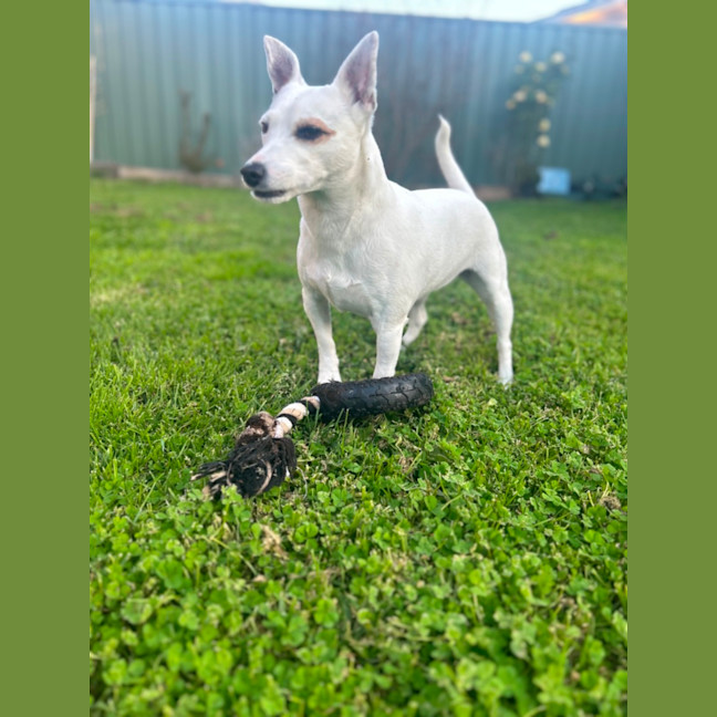 Photo of Koda