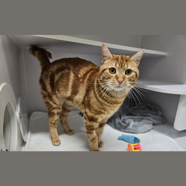 Photo of Remy
