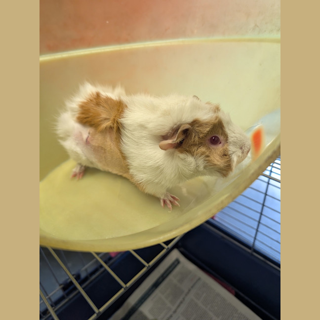 Photo of Wasabi