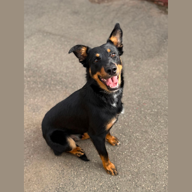 Photo of Diesel