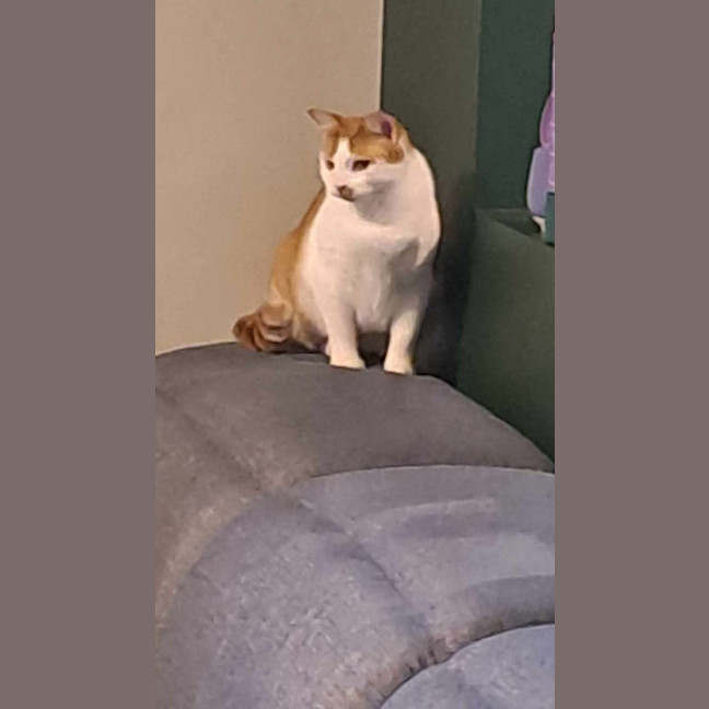 Photo of Poisiden   Can Deliver To You If Needed