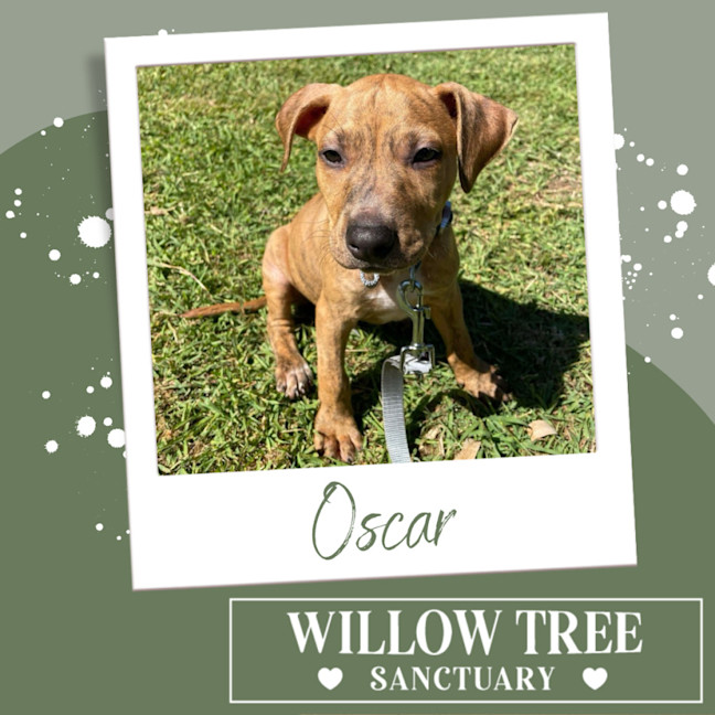 Photo of Oscar