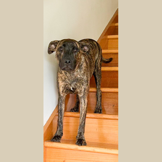Photo of Scoobie 