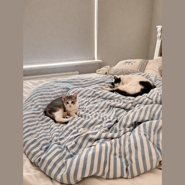Photo of Kit Kat